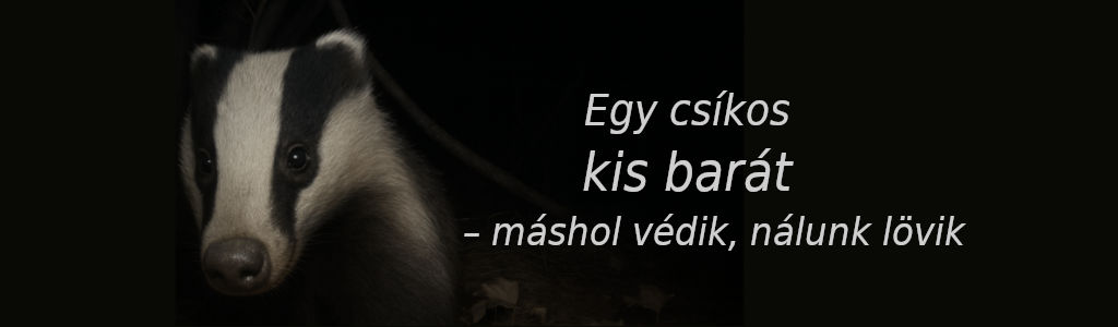 A borz a barátunk: ideje leállni a vadászatával